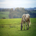 Gereedschap voor Natuurlijk Bekappen